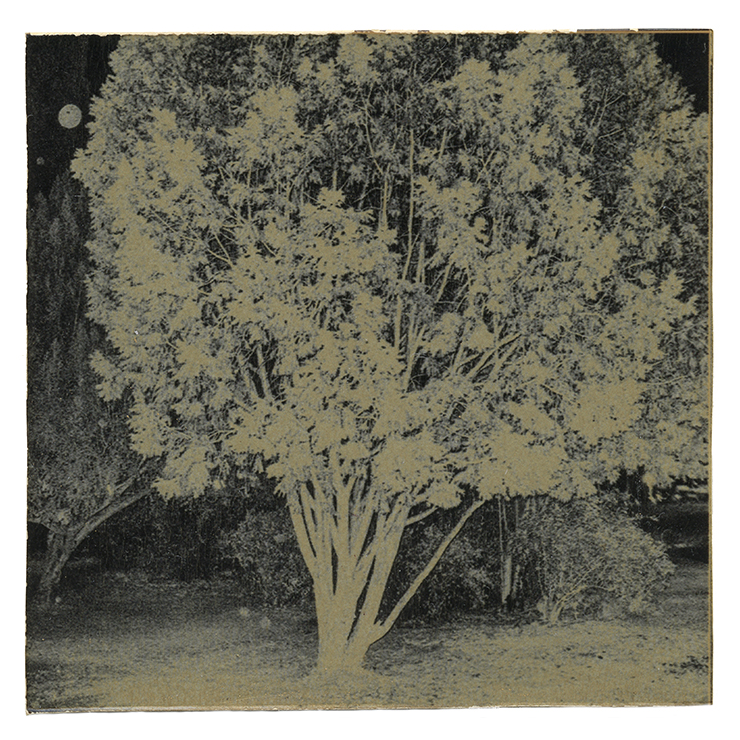 Accidental Portraits